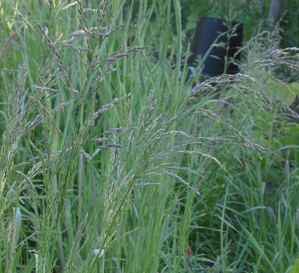 Многолетние Злаковые Сорняки Фото И Название – Telegraph